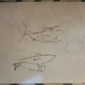 Shark